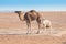 Mother and baby camel in Sahara desert, beautiful wildlife near oasis. Camels walking in the Morocco.