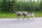 Mother and baby caribou walking on a road in Lapland, Finland