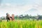 Mother with baby in carrying backpack walking on rice terraces