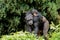 Mother with baby Chimpanzee on its back