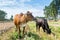 A mother and a baby Chinese yellow cow eating grass in the Chinese countryside