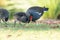 Mother and Baby Common moorhen wading bird Gallinula chloropus has large feet