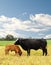 Mother and baby cow Australian bred beef cattle