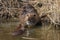 Mother and baby Coypu