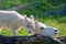 Mother and Baby Dall Sheep in green grass with tree log, white, closeup, summer, sunny, beautiful, loving, together