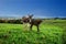 Mother and baby donkey.