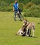 Mother and baby donkey showing love and affection in the New Forest Hampshire England UK