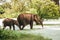 Mother and baby elefants go drink water from pond in national na