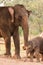 Mother and baby elephant