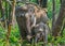 Mother & Baby elephant