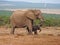 Mother and baby elephant