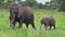 Mother and baby elephant