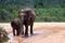 Mother and Baby Elephant Cooling Themselves in a Puddle, Uda Walawe National Park Sri Lanka
