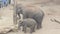 Mother and Baby elephant feeding together at Taronga Zoo, Mosman NSW, Australia