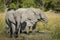 Mother and baby elephant and juvenile sibling standing in water drinking in Moremi Okavango Delta in Botswana