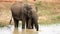 Mother and baby elephant at marsh