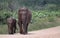 Mother and Baby Elephant, Pinnawala Elephant Orphanage, Sri Lanka