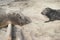 Mother and Baby Elephant Seals at San Nicholas Island