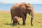 Mother and Baby Elephant standing on the shoreline in Lake Kariba