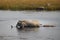 Mother and baby elephant wading through deep water