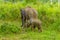 Mother and baby elephants stroll through the undergrowth in Sri Lanka