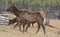 Mother, Baby Elk, Yellowstone Park, WY