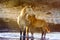 Mother & Baby filly Mustangs in Salt River, Arizona