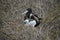 Mother and baby Frigate Bird from Galapagos