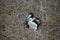 Mother and baby Frigate Bird from Galapagos