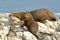 Mother and baby fur seals sleep on rocks in Kaikoura, New Zealand.
