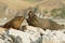 Mother and baby fur seals sleep on rocks in Kaikoura, New Zealand