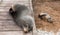 Mother and baby fur seals sleep on wooden walkway