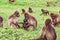 Mother and baby Gelada baboon in a troop
