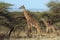 Mother and baby giraffe amongst acacia trees