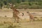 Mother and baby giraffe going for a walk