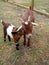 Mother and Baby Goat