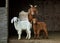 Mother and Baby Goats in Shed on the Farm