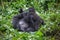 Mother and baby Gorillas playing in Congo rainforest