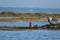 Mother and Baby Harbor Seal Pup in Casco Bay