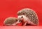 Mother and baby hedgehog