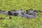 Mother and baby hippo in the Okavango Delta of Botswana.