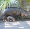 Mother And Baby Hippopotamus In An Enclosure