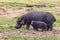 Mother and baby hippopotamus, hippopotamus amphibius, on the banks of Lake Edward, Queen Elizabeth National Park, Uganda