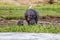 Mother and baby hippopotamus, hippopotamus amphibius, on the banks of Lake Edward, Queen Elizabeth National Park, Uganda