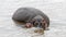 Mother and baby hippos in the Masai Mara