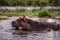 Mother and baby hippos sitting in the water on the river Nile