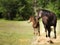 Mother and baby horse in pasture