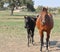 Mother and baby horse walking