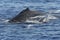 Mother and Baby Humpback Whales