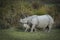 Mother and baby Indian Rhinoceros  at kazhiranga National park, Assam